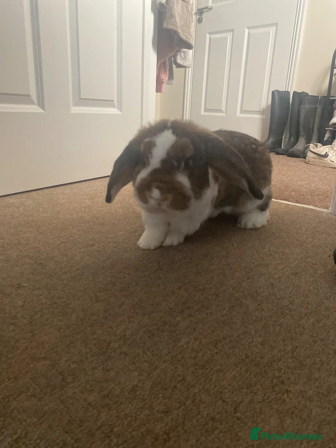 English Lop rabbits for sale: lovely english giant lop  in Norwich - Advert 2