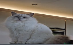 Ragdoll cats for sale: Beautiful Lilac Mitted Ragdoll Queen - Image 10