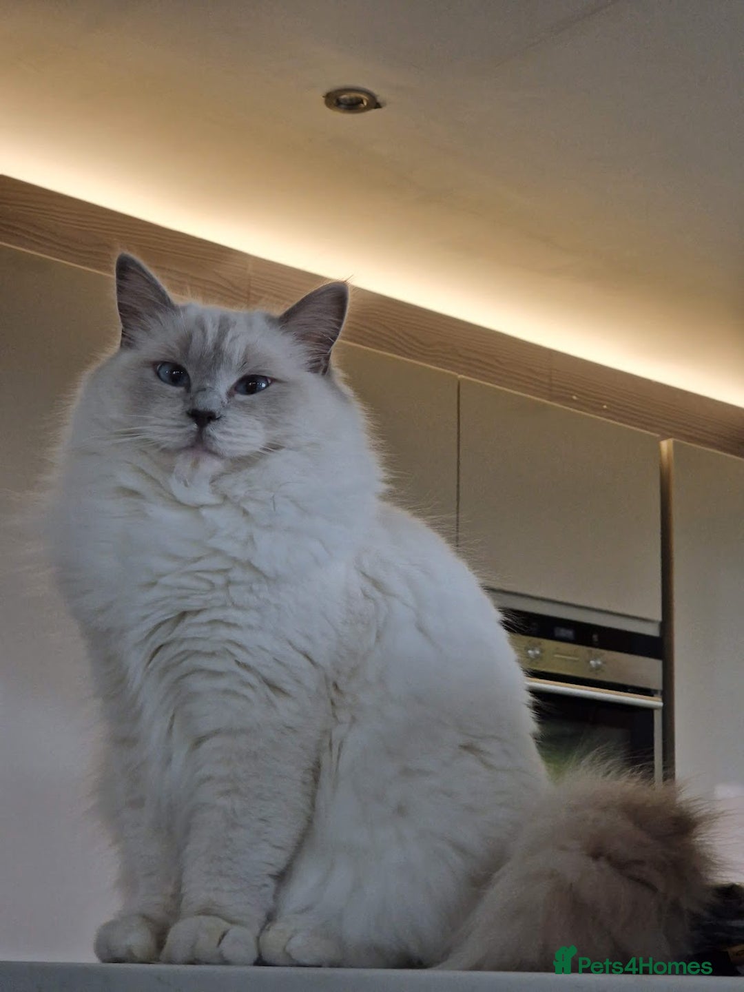 Ragdoll cats for sale: Beautiful Lilac Mitted Ragdoll Queen - Image 10