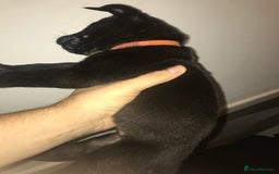 Mixed Breed dogs for sale: Cane corso x American akita cross(READY TO LEAVE) - Image 14