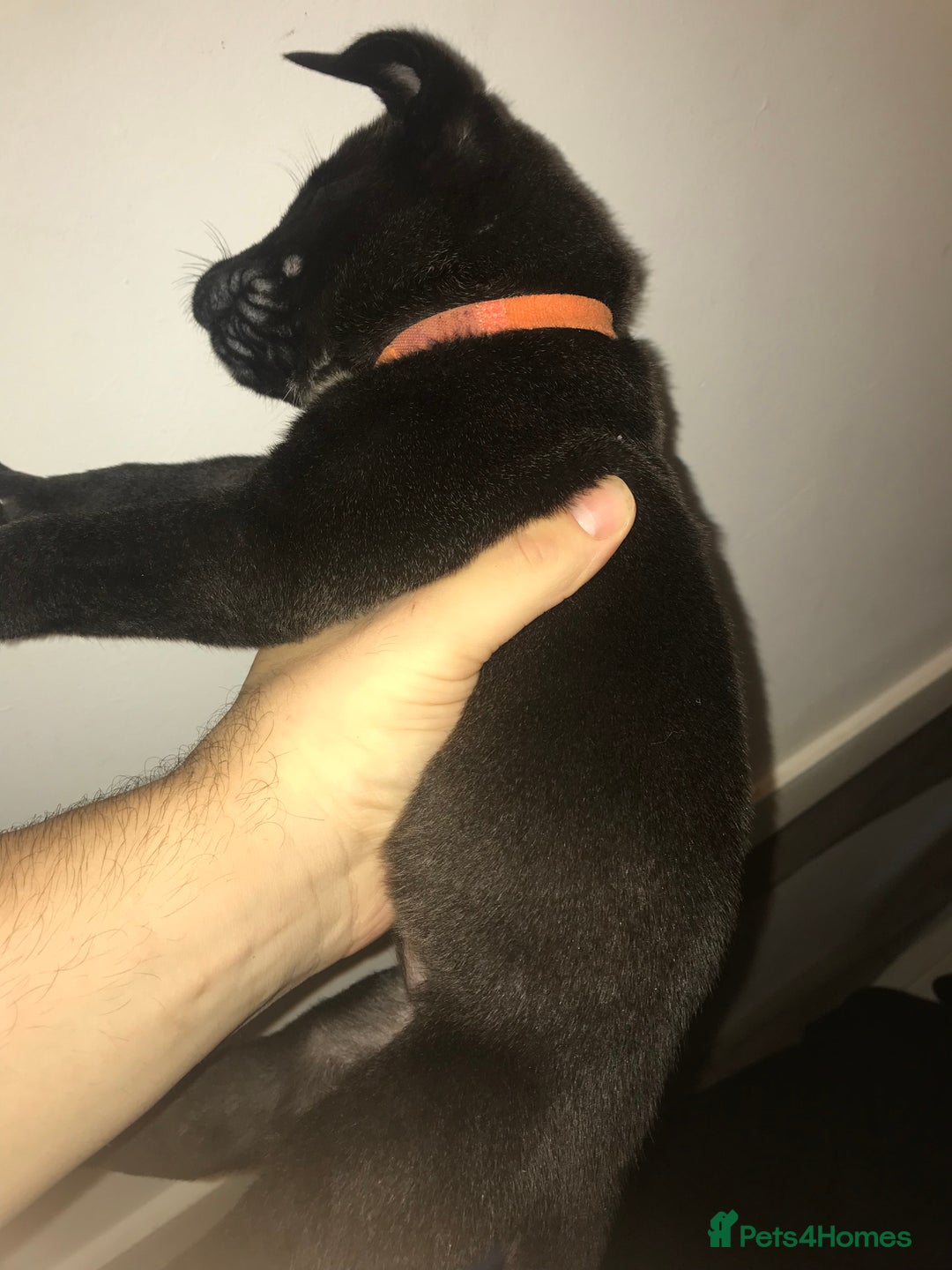 Mixed Breed dogs for sale: Cane corso x American akita cross(READY TO LEAVE) - Image 14