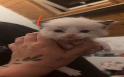 Ragdoll cats for sale: Ragdolls - Image 8