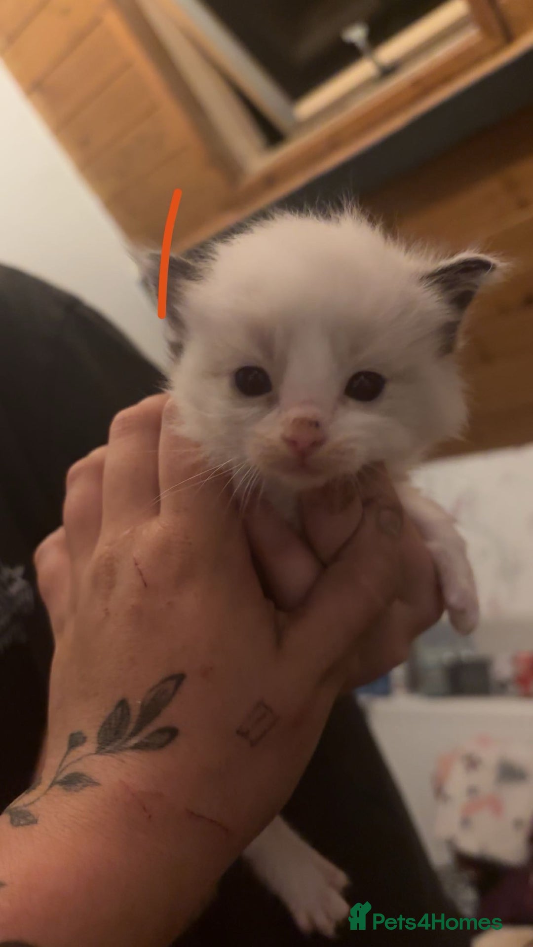 Ragdoll cats for sale: Ragdolls - Image 8
