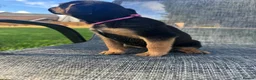 Mixed Breed dogs for sale: Border terrier x Jack Russell terrier puppies 🏡 - Advert 7