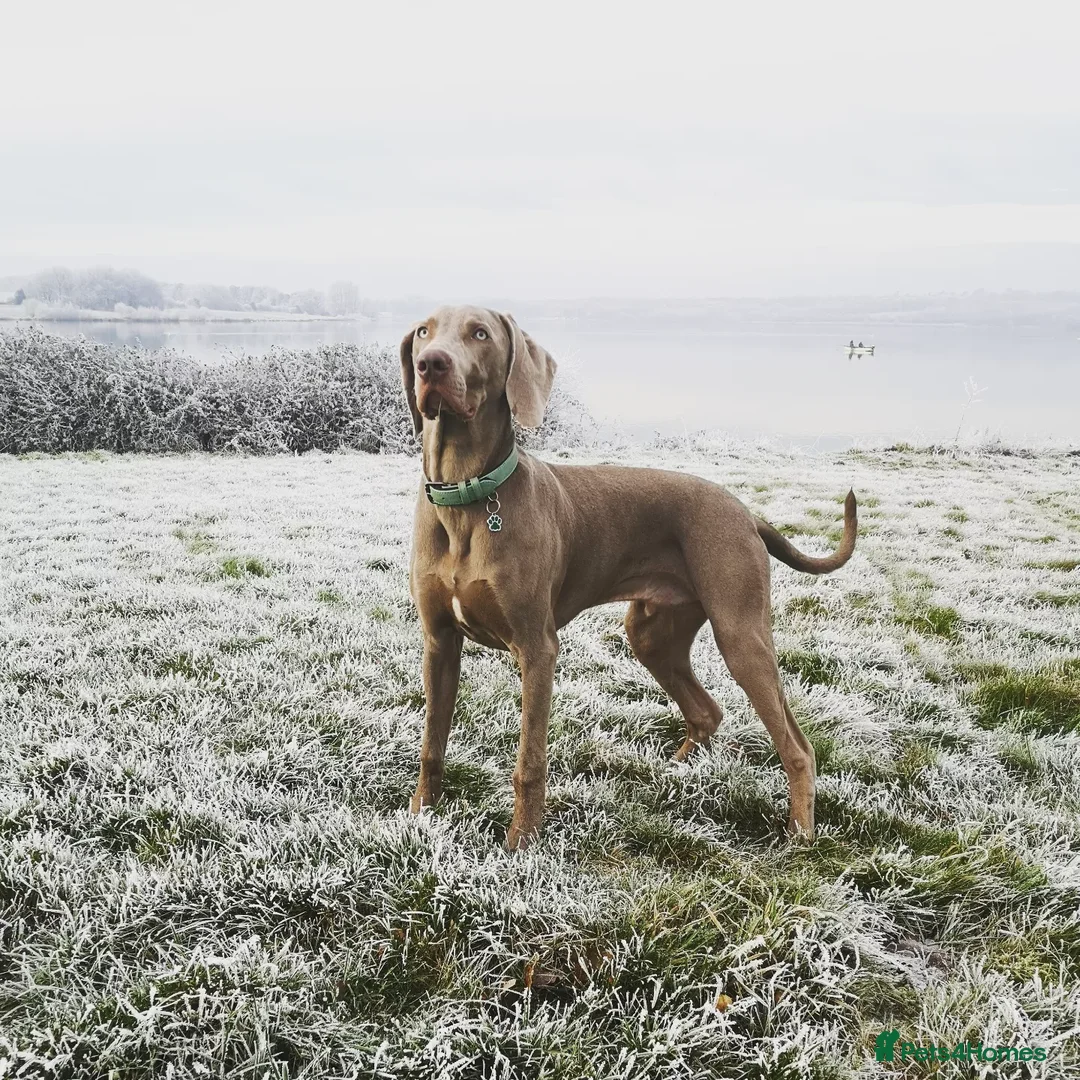 Weimaraner dogs for stud: Dog For Breeding  - Advert 14