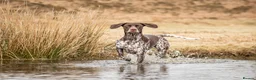 German Shorthaired Pointer dogs for sale: Matilda - Advert 7