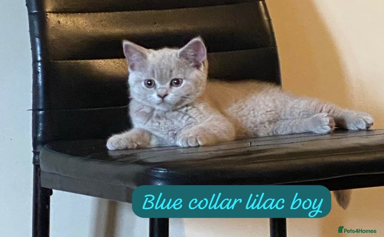 British Shorthair cats - Advert 7