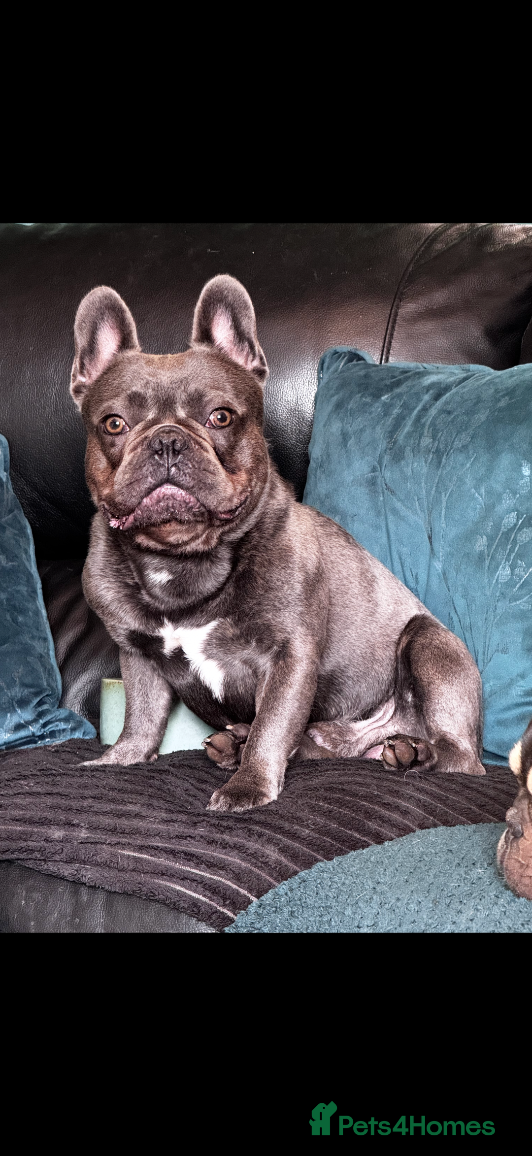 French Bulldog dogs for sale: 5 Beautiful French Bulldog Puppies - Advert 2