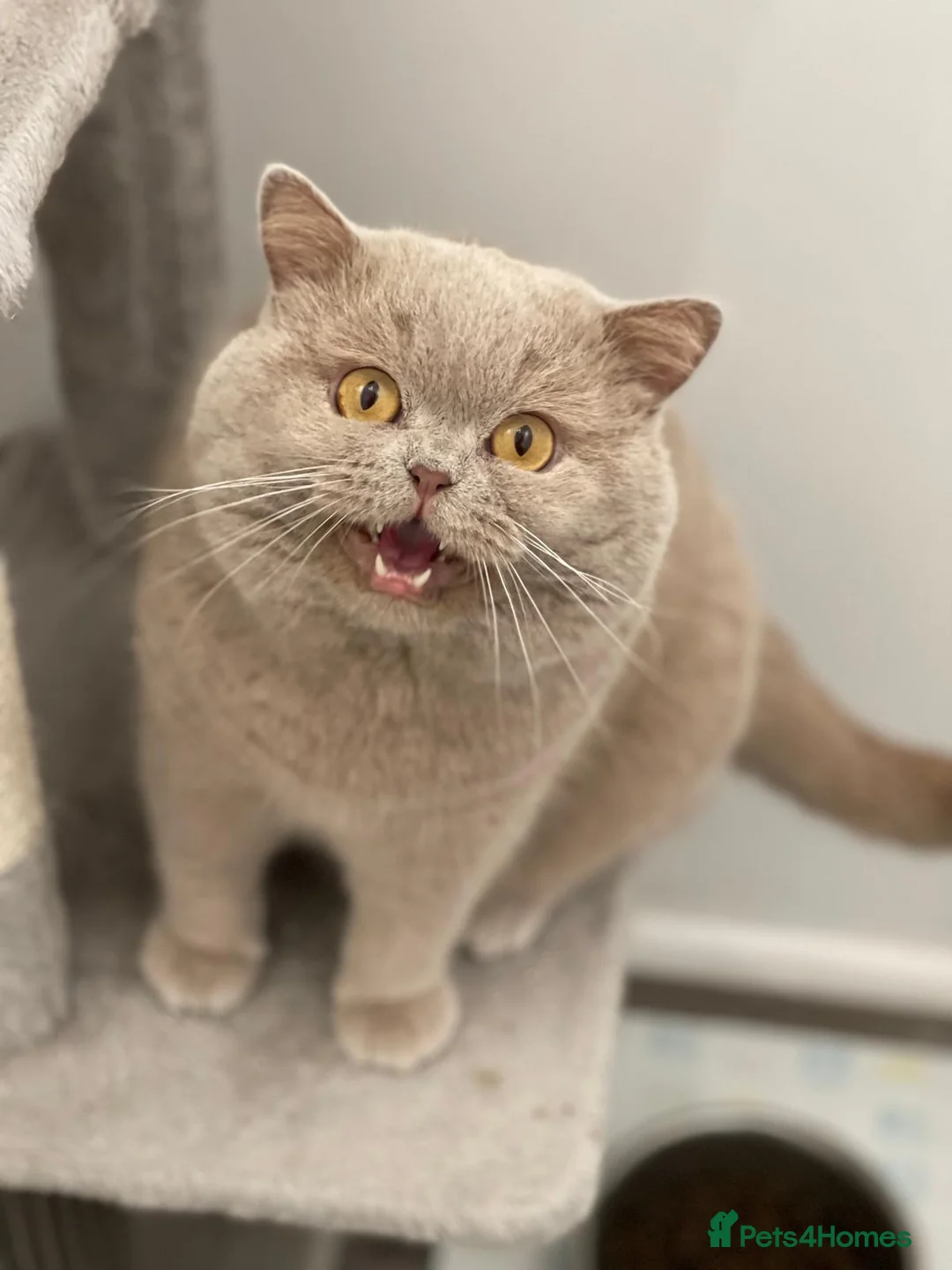 British Shorthair cats for stud: Fawn Male available for stud duties - Advert 6