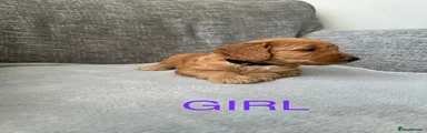 Cockapoo 6