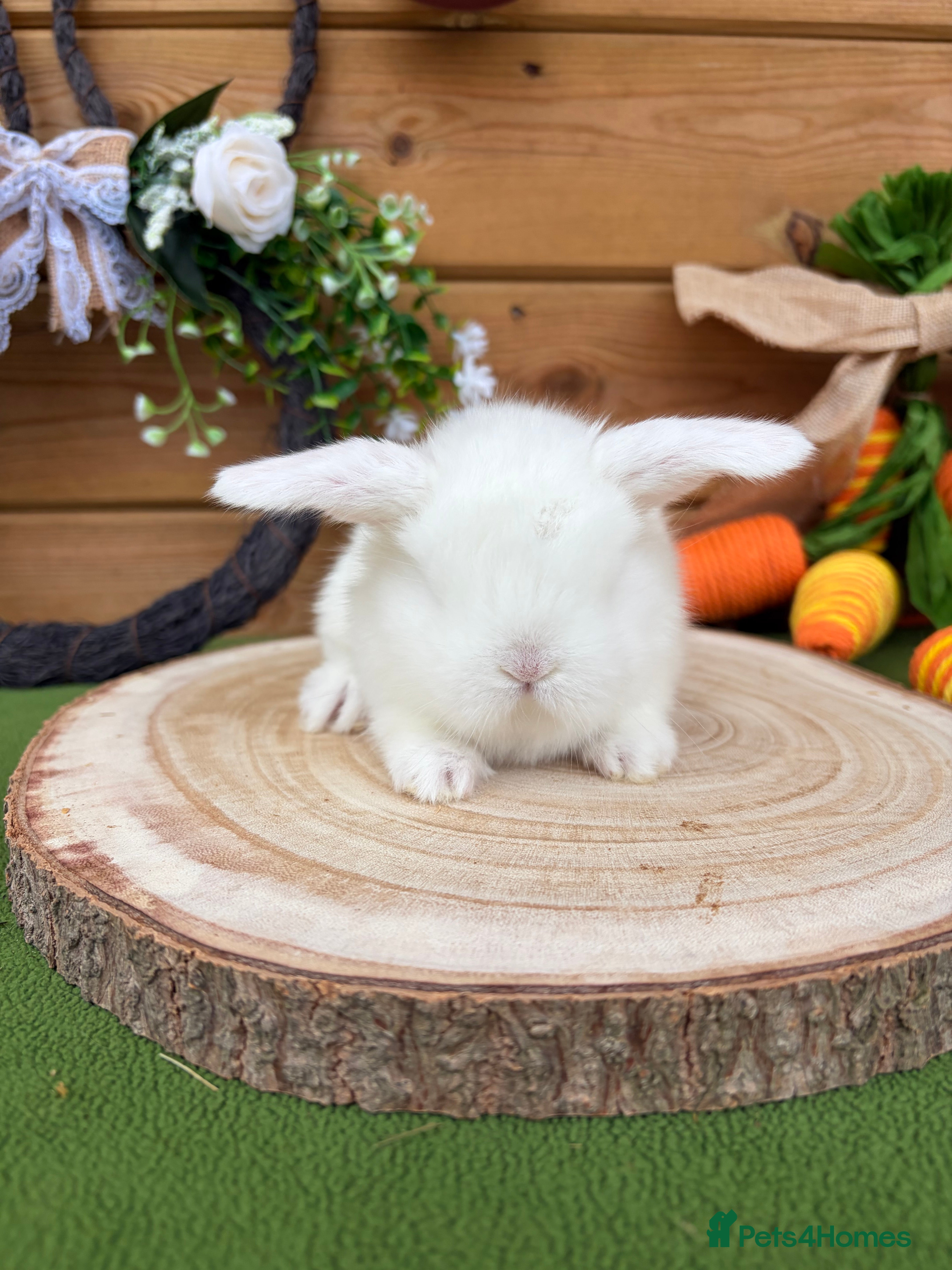 Mini Lop rabbits Well Socialised White Buck Mini Lop - Advert 9