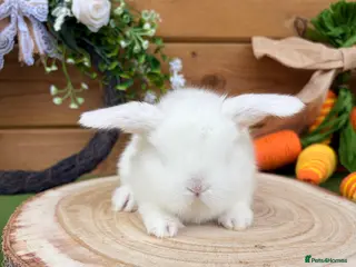Mini Lop rabbits Well Socialised White Buck Mini Lop - Advert 9