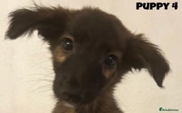 Mixed Breed dogs for sale: Puppies For Sale!  - Image 8