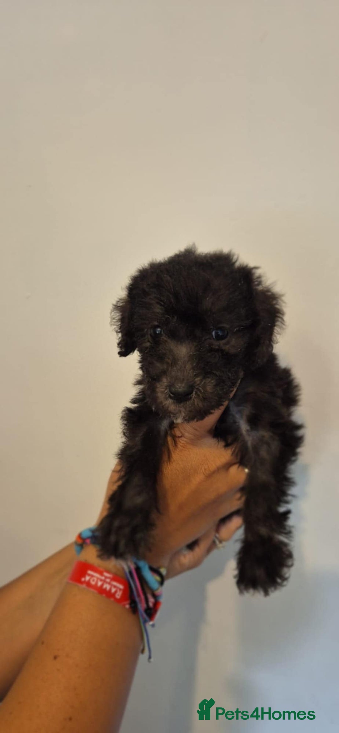 Bedlington Terrier dogs for sale: Bedlington terrier puppies  - Image 17