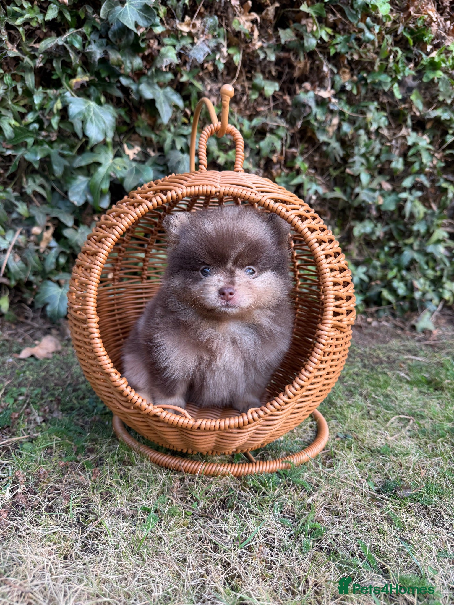 Pomeranian dogs KC micro Russian bloodlines Pomeranian puppies - Advert 2