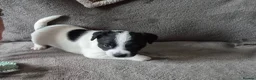 Patterjack dogs for sale: Patterjack puppies  - Advert 11
