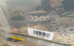 Python Snake reptiles for sale: Royal Pythons and hognose for sale  - Image 8