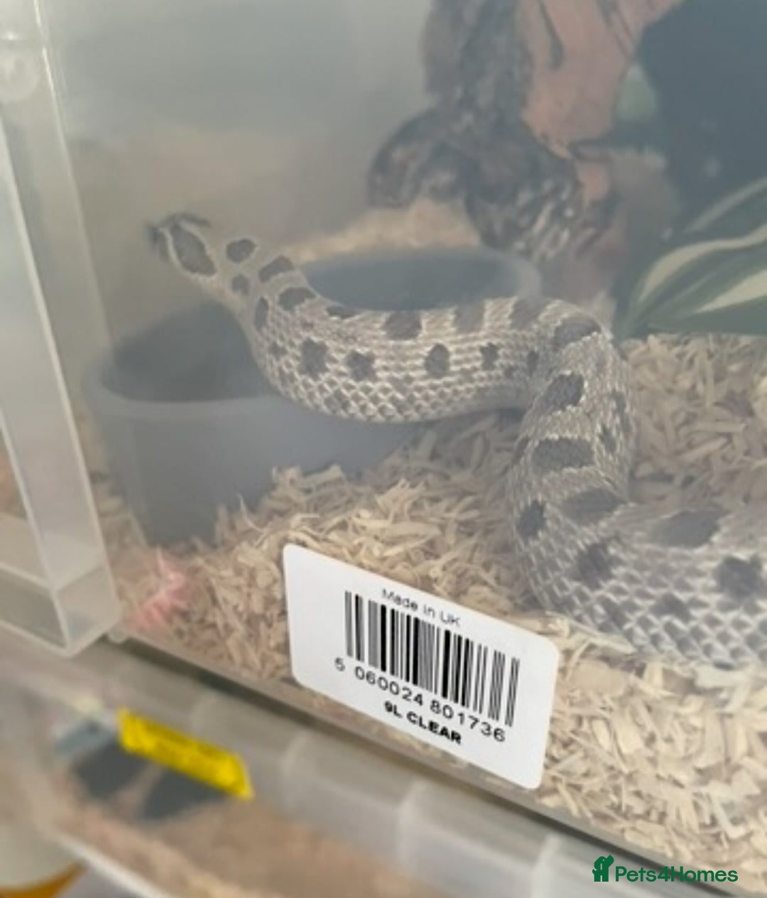 Python Snake reptiles for sale: Royal Pythons and hognose for sale  - Image 8