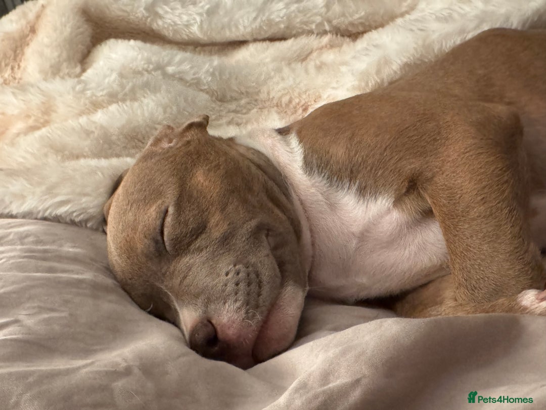 American Bull Staffy dogs for sale: Beautiful Home-Reared Puppies! - Advert 7