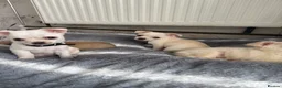 Chihuahua dogs for sale: gorgeous puppies in hull - Advert 30