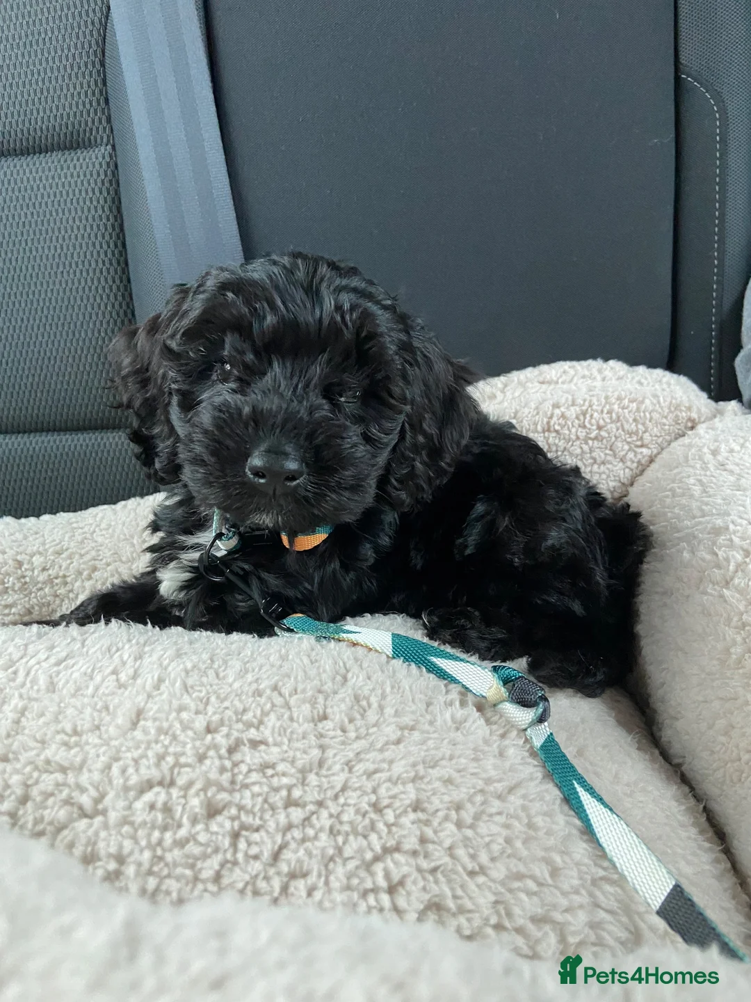 Cockapoo dogs for sale: Cockapoo for sale - Advert 2