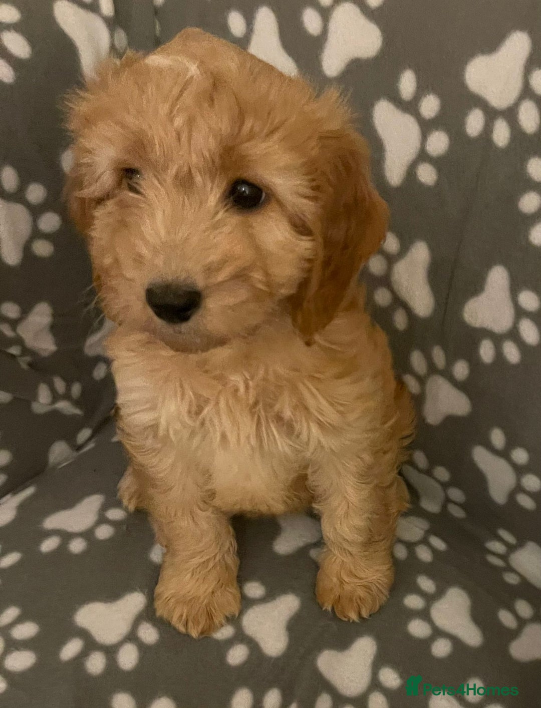 Cavapoo dogs for sale: Cavapoo puppie - Advert 4