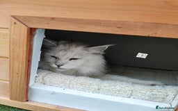 Maine Coon cats for sale: Neutered shaded Princess  - Image 9
