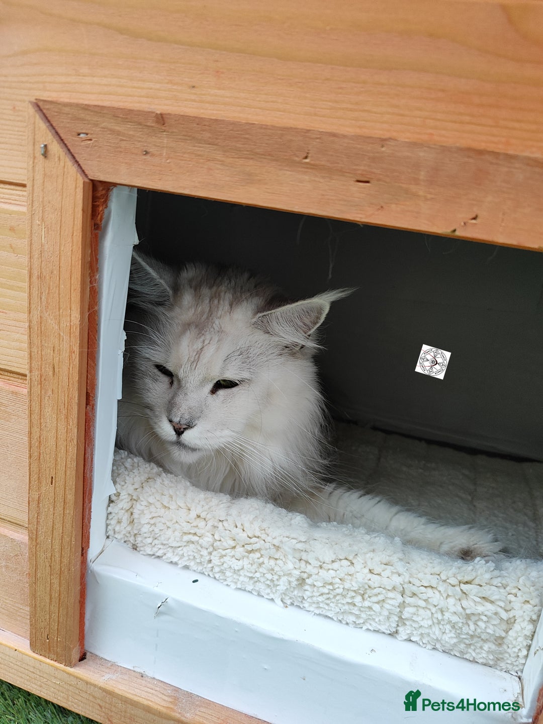 Maine Coon cats for sale: Neutered shaded Princess  - Image 9