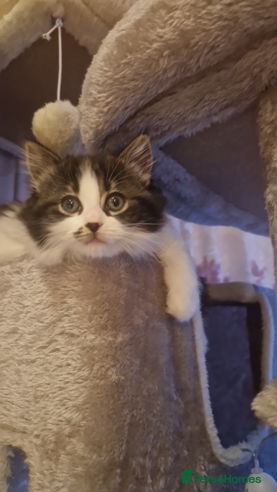 Ragdoll cats for sale: Ragdoll mix - Advert 6