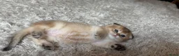 British Shorthair cats for sale: Scottish golden chinchilla ready for new homes  - Advert 32