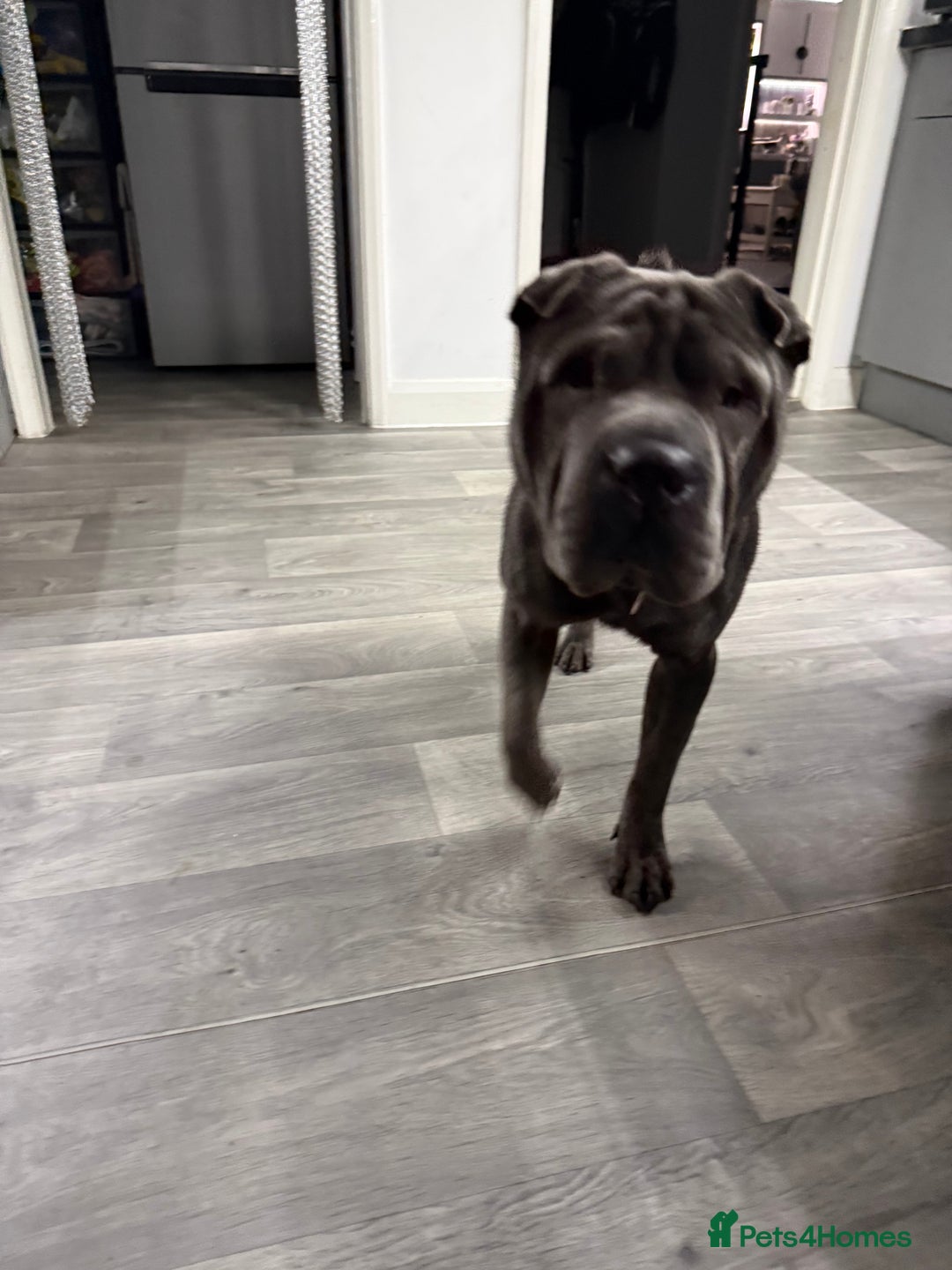 Mixed Breed dogs for sale: Beautiful cocker-Pei puppies - Advert 2