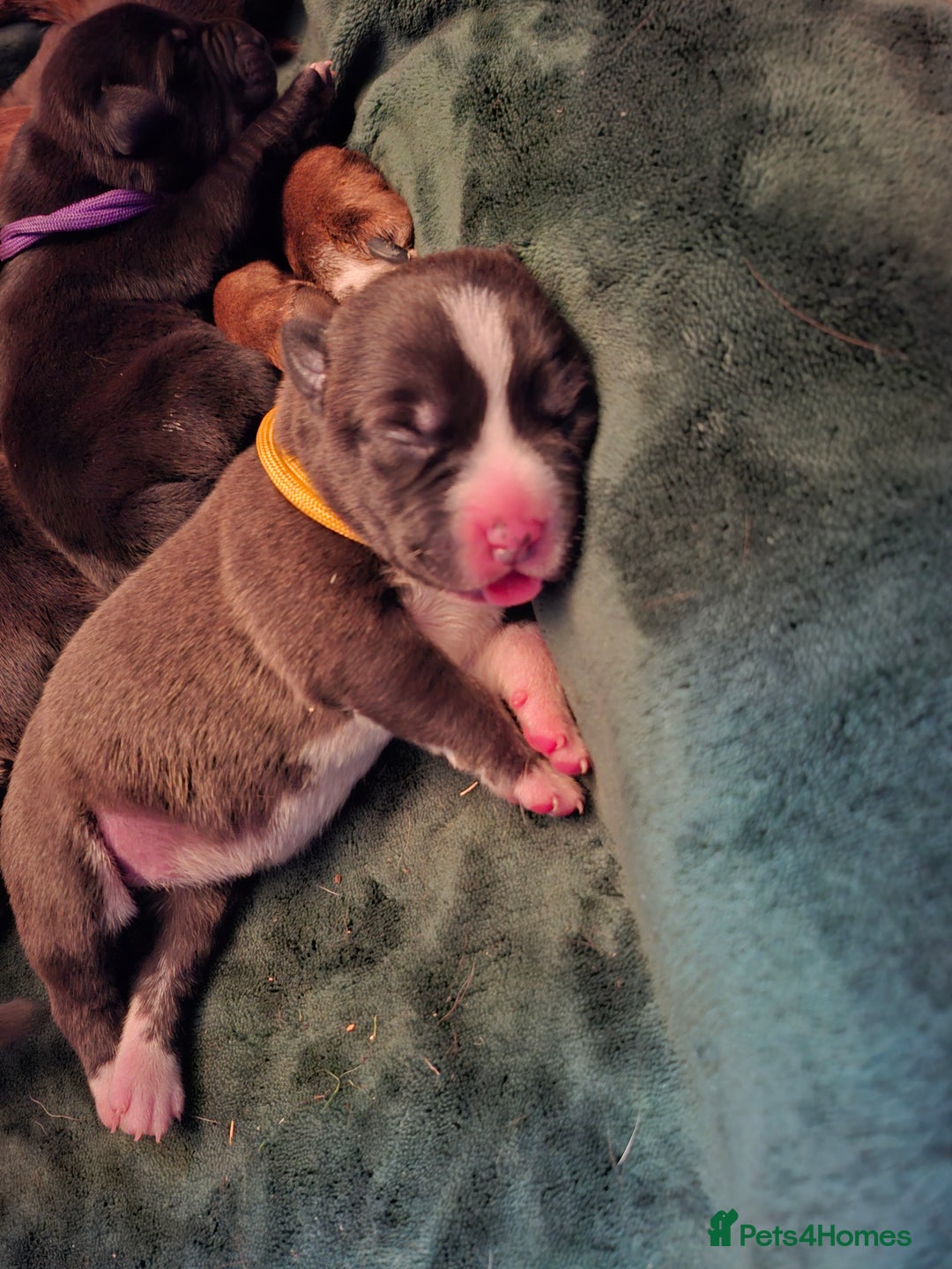Mixed Breed dogs for sale: Lab/ staffys - Image 8