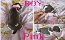 Whippet dogs for sale: Whippet puppies  - Image 6