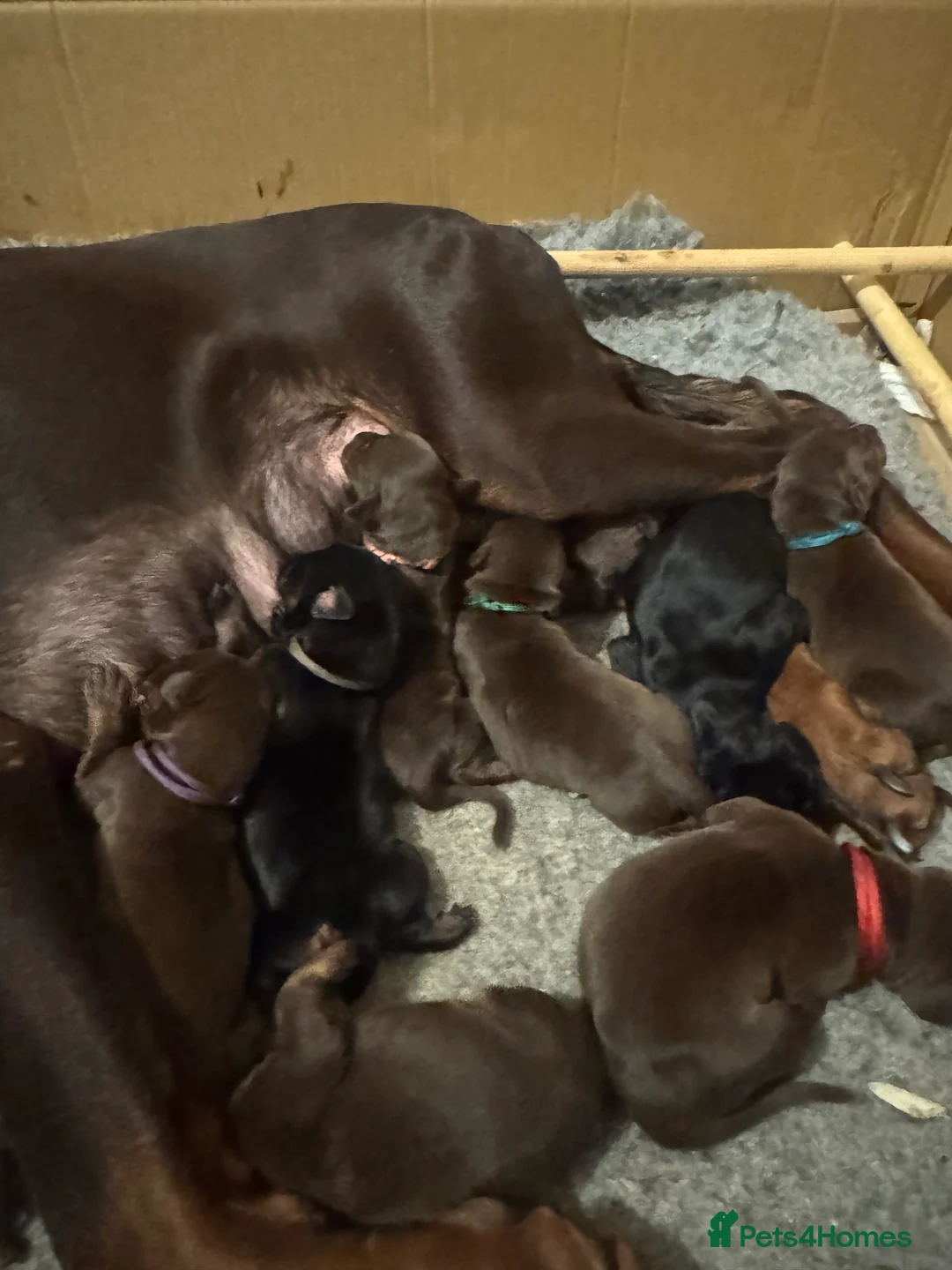 Dobermann dogs for sale: Beautiful Doberman puppies  - Advert 6