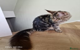 Maine Coon cats for sale: Pure maine coon - Image 17