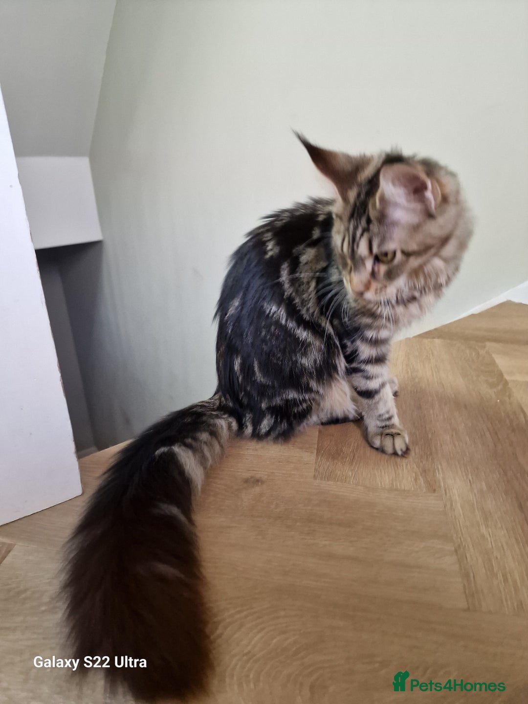 Maine Coon cats for sale: Pure maine coon - Image 17