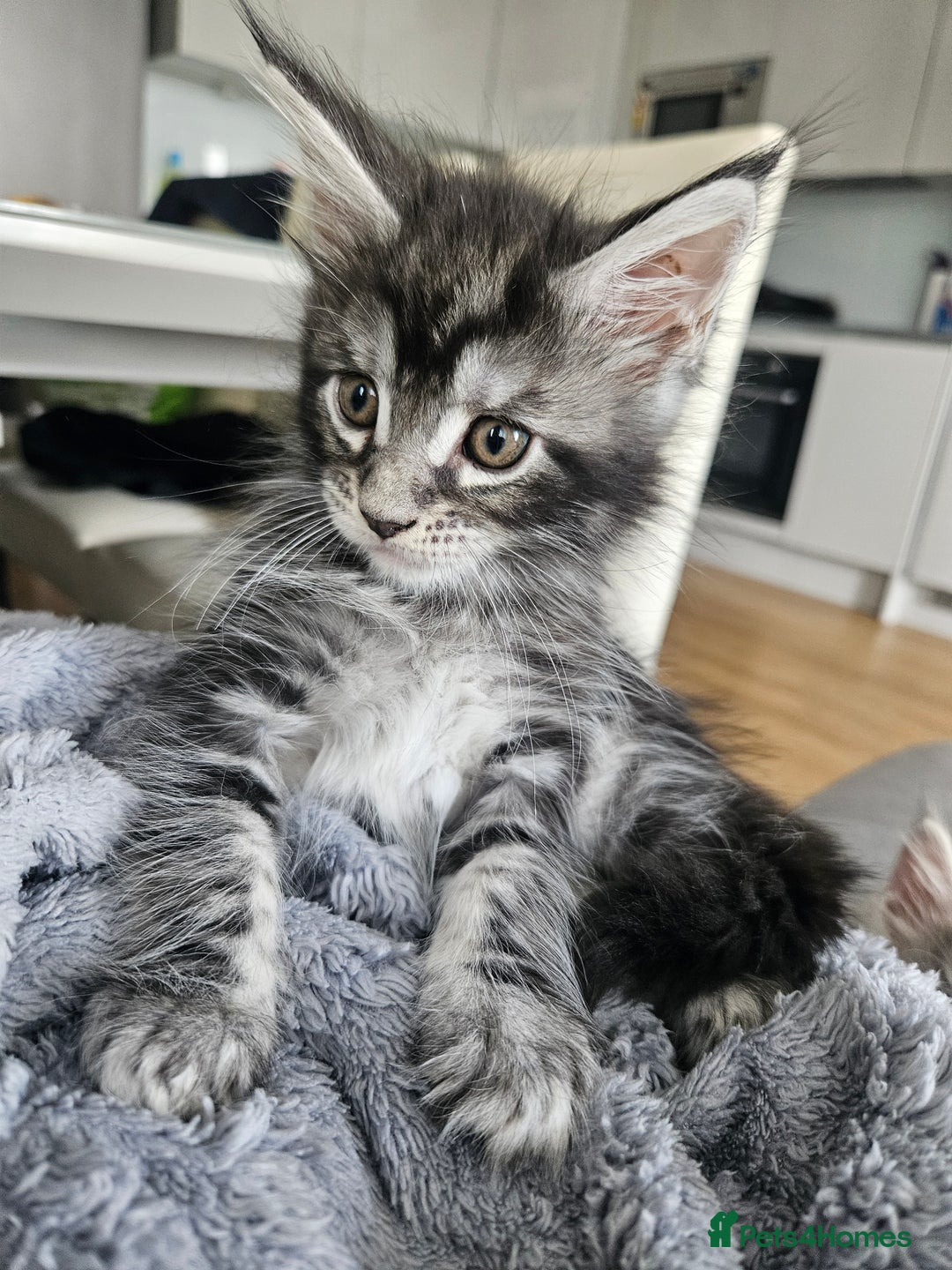 Maine Coon cats for sale: Maine coon kittens  - Image 22