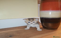 British Shorthair cats for sale: Adorable gorgeous pure British Shorthair Kittens  - Image 12