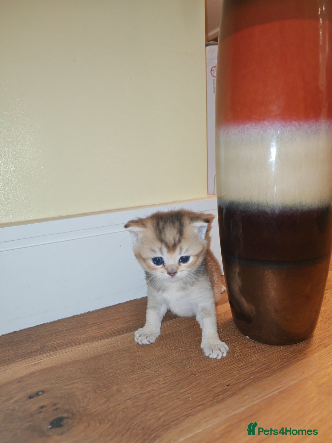 British Shorthair cats for sale: Adorable gorgeous pure British Shorthair Kittens  - Image 12