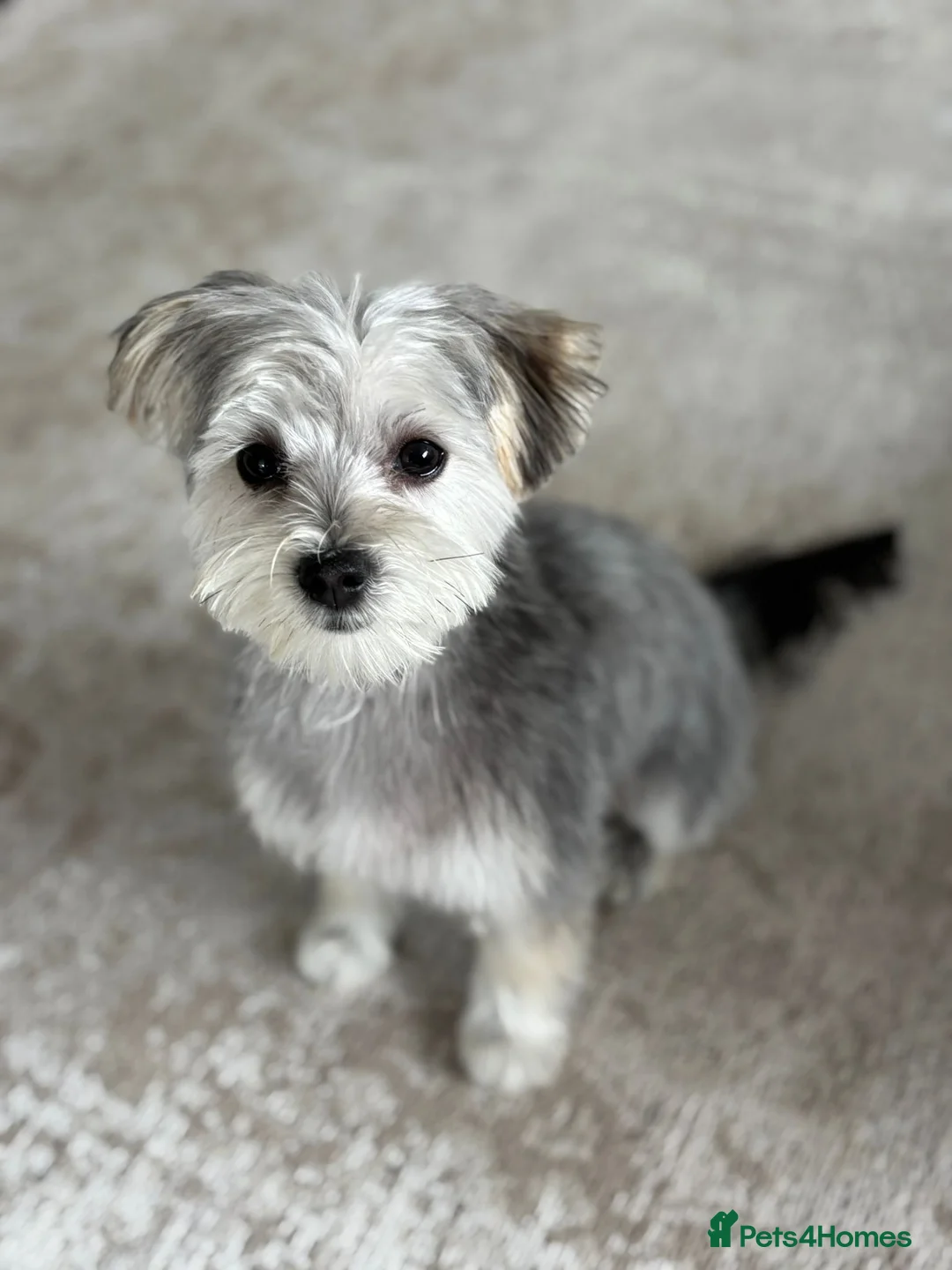 Morkie dogs for sale: Morkie puppies (2 girls and 1 boy) - Advert 18