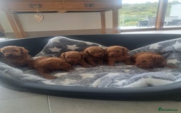Toy Poodle dogs for sale: Toy poodle for sale - Image 5