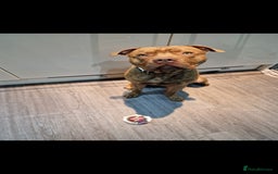 Mixed Breed dogs for sale: Meet Nelson - Image 2