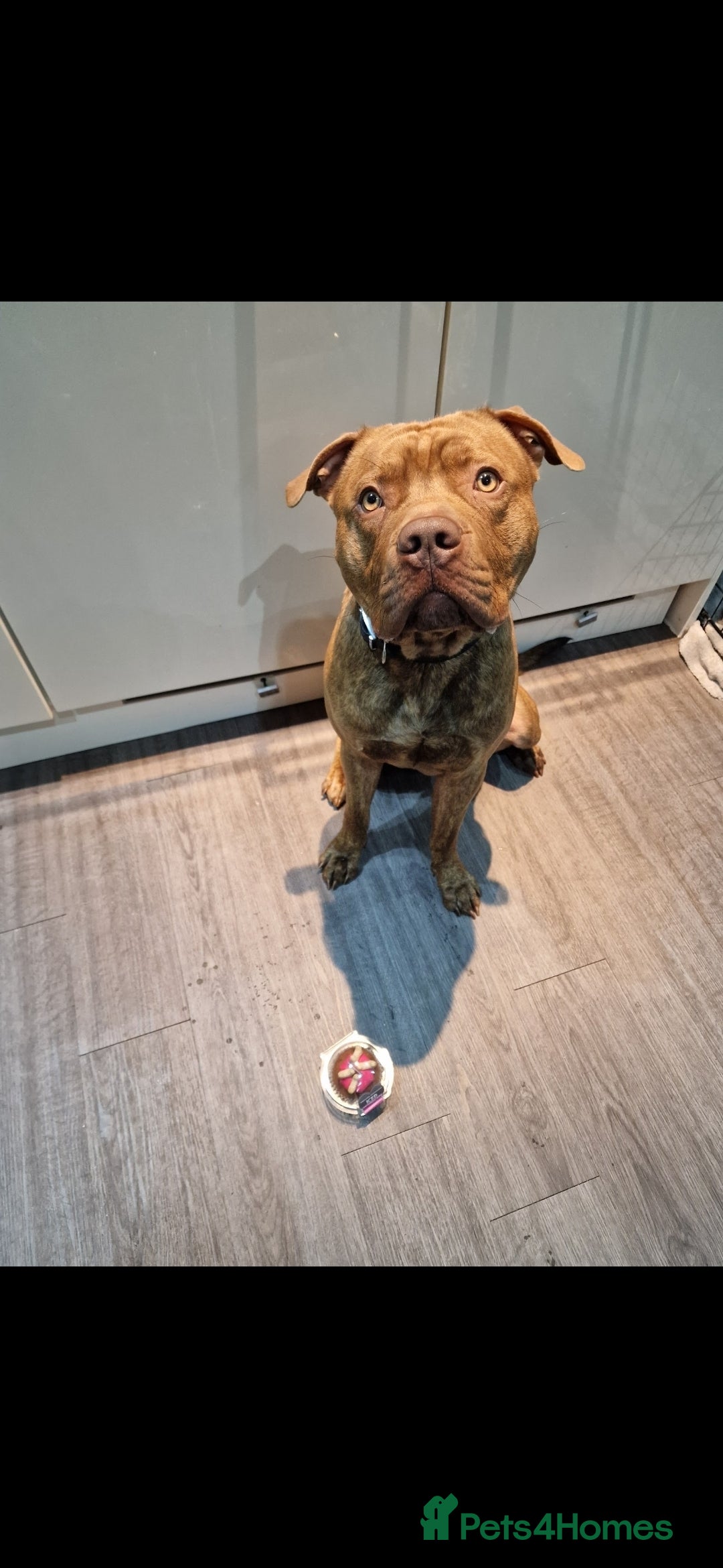 Mixed Breed dogs for sale: Meet Nelson - Image 2