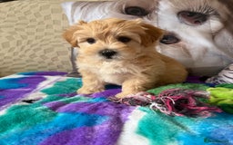Maltipoo dogs for sale: So adorable and Tiny F1 Korean Maltipoo - Image 28