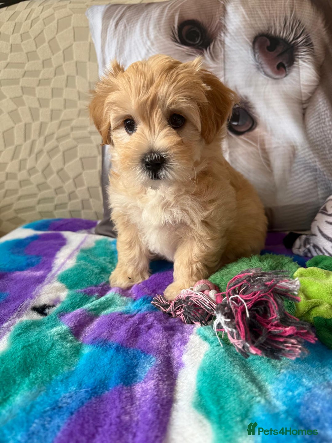 Maltipoo dogs for sale: So adorable and Tiny F1 Korean Maltipoo - Image 28