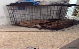 Mixed Breed dogs for sale: 2 puppies for sale  - Image 4