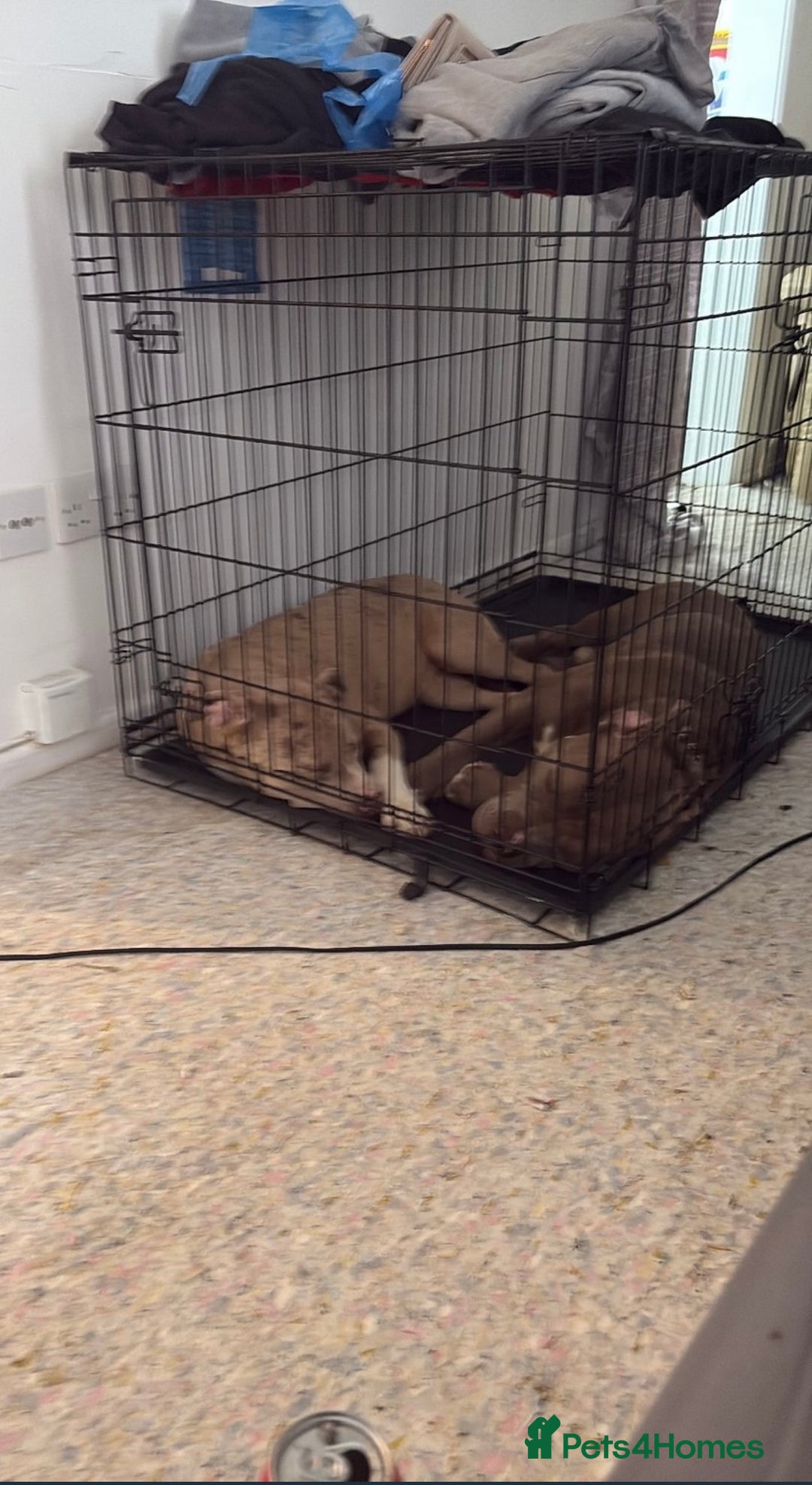 Mixed Breed dogs for sale: 2 puppies for sale  - Image 4