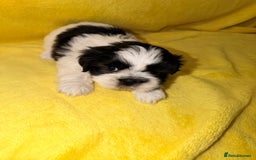 Shih Tzu dogs for sale: ✨ puppies Shih Tzu ✨  - Image 7