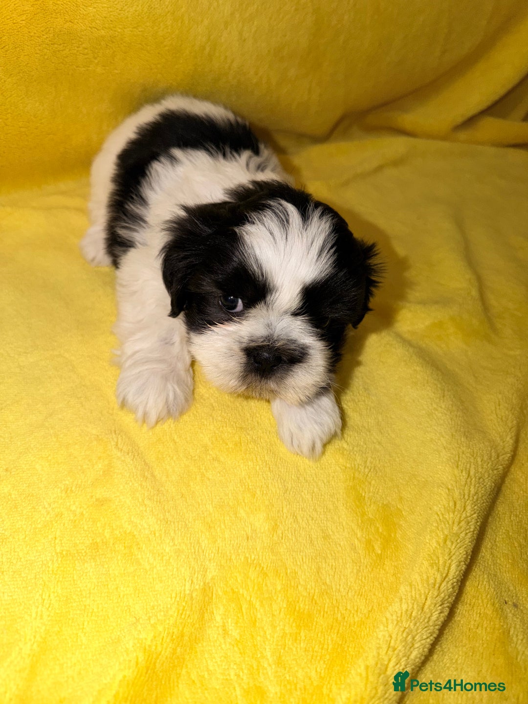 Shih Tzu dogs for sale: ✨ puppies Shih Tzu ✨  - Image 7