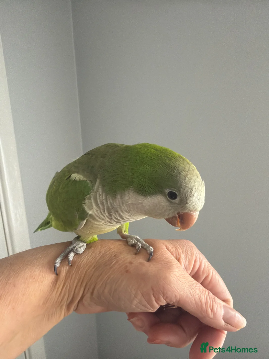 Parrots birds for sale: Quaker parrot - Advert 3